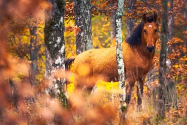 Detektivní Léto